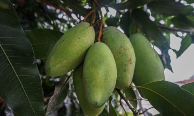 Mango - die beliebtesten Sorten in Deutschland