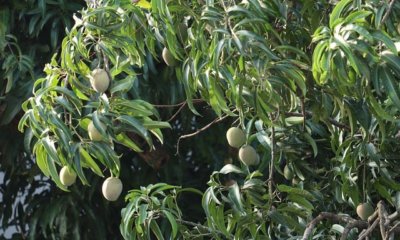 Mango keimen und einpflanzen - vom Kern zum Bäumchen