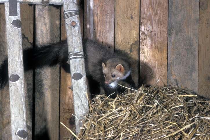 Marderschäden im Winter