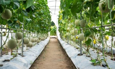 Melonen im Gewächshaus richtig anbauen