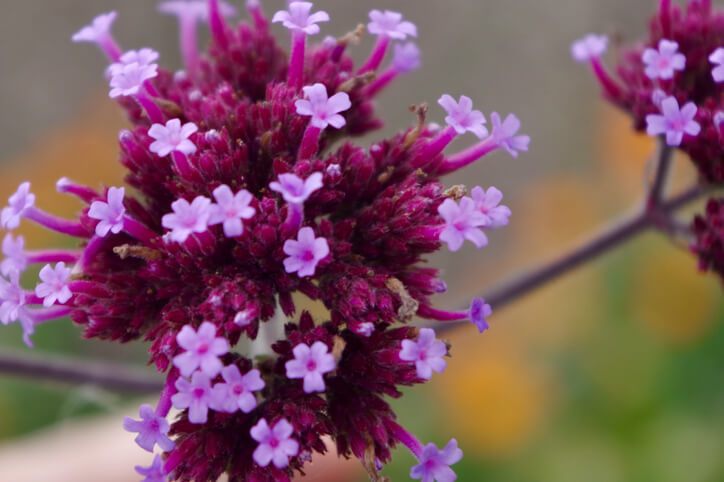 Möglichkeiten zur Überwinterung geeigneter Sorten