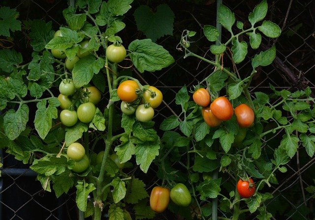 Muss man Tomaten zurückschneiden