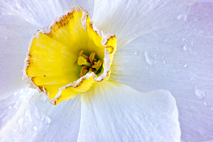 Muss man den Narzissen die Samen entnehmen