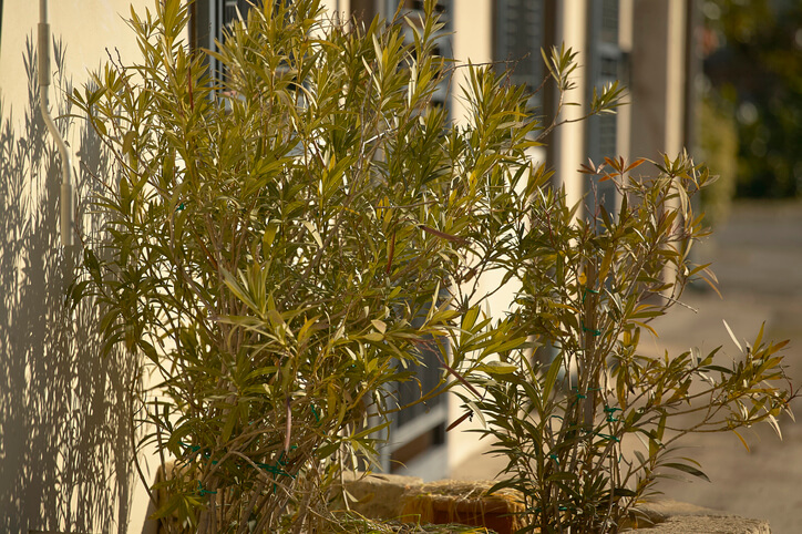 Oleander im Herbst schneiden