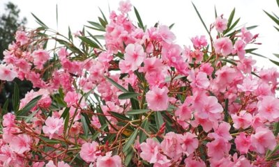 Oleander - welche Temperatur verträgt die Pflanze