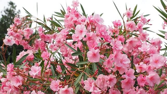 Oleander - welche Temperatur verträgt die Pflanze
