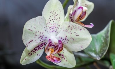 Orchidee aufbinden - so klappt es!