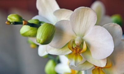 Orchideen Rispen abschneiden - Alles was man wissen muss