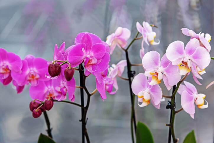 Orchideen aufbinden