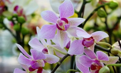 Orchideen aufhängen Einfache Anleitung