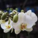 Orchideen ohne Erde kultivieren