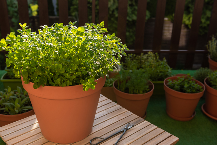 Oregano liebt es warm und trocken