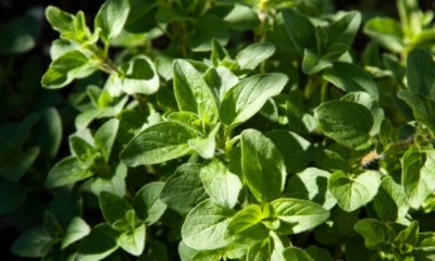 Oregano richtig überwintern