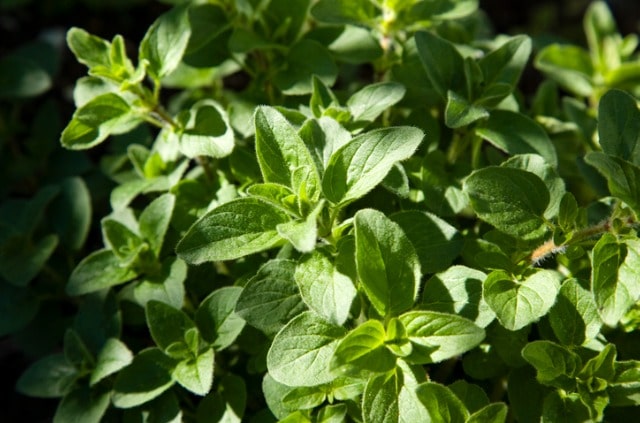 Oregano richtig überwintern