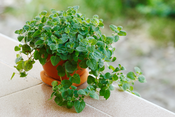 Oregano sicher über den Winter bringen