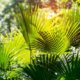 Palmen gießen - So viel Wasser benötigen Palmen