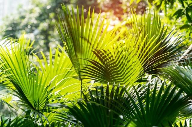 Palmen gießen - So viel Wasser benötigen Palmen