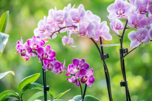 Pflanzenkrankheiten - so schützen Sie Orchideen vor Pilz
