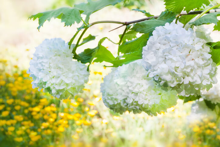 Pflanzpartner für die Schneeballhortensie