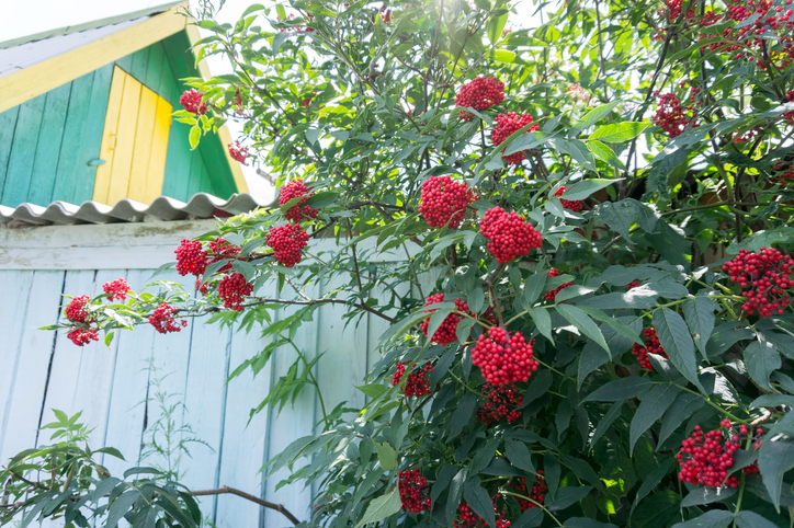 Pflege der Hirschholunders - Wissenswertes