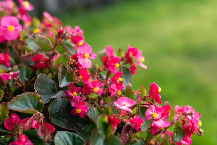 Pflegetipps für volle Blütenpracht