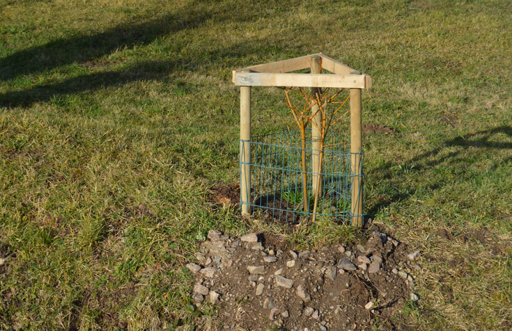 Pflegetipps nach dem Einpflanzen der Weide