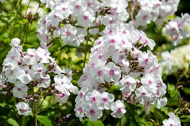 Phlox - Mehltau bekämpfen und vor Mehltau schützen