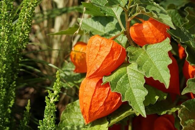 Physalis düngen - welcher Dünger eignet sich