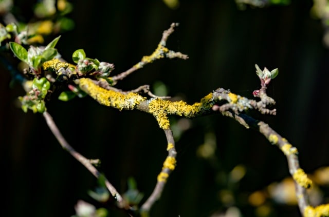 Pilzbefall am Apfelbaum - was tun