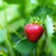 Rankende Erdbeeren richtig pflegen