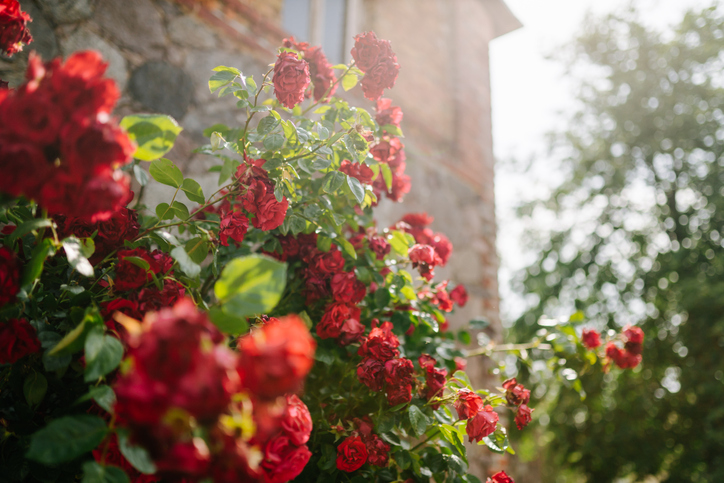 Rosen bevorzugen Wärme und viel Sonne