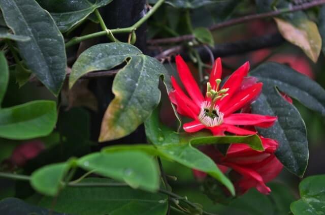 Rote Passionsblume richtig pflanzen und pflegen