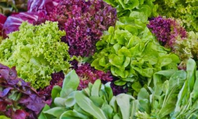 Salat gießen - wie oft und wann