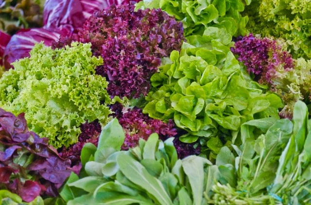 Salat gießen - wie oft und wann