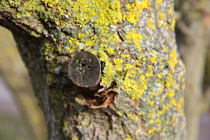 Schädlichkeit von Flechten