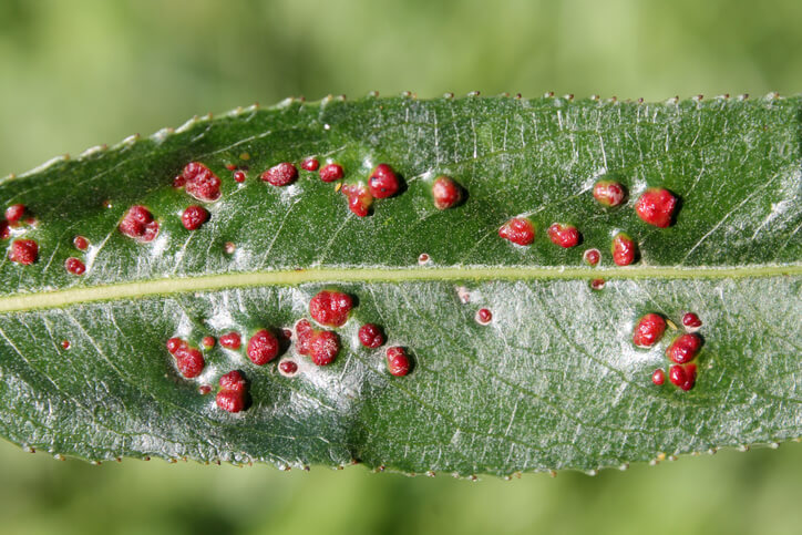 Schädlinge und Krankheiten
