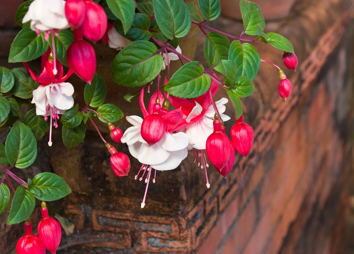 Schattierung von Kübeln