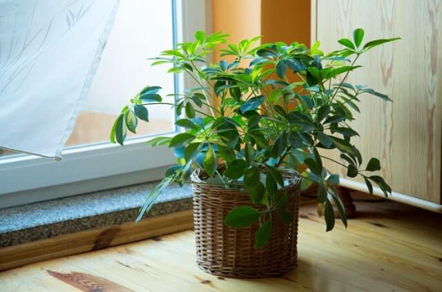 Schefflera verliert Blätter - häufige Ursachen und Maßnahmen