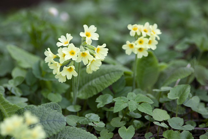 Schlüsselblume In Deutschland auf der roten Liste