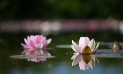 Seerose im Aquarium halten