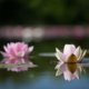 Seerose im Aquarium halten