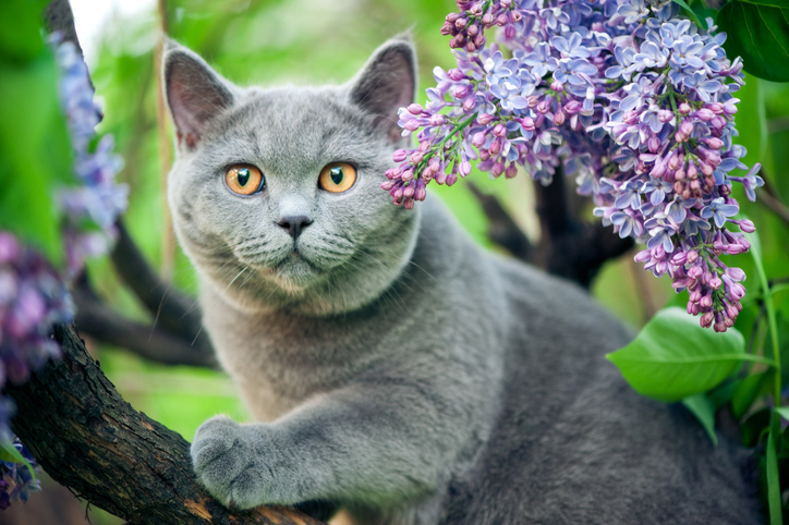 Sind Flieder und Fliederblüten giftig für Menschen und Tiere