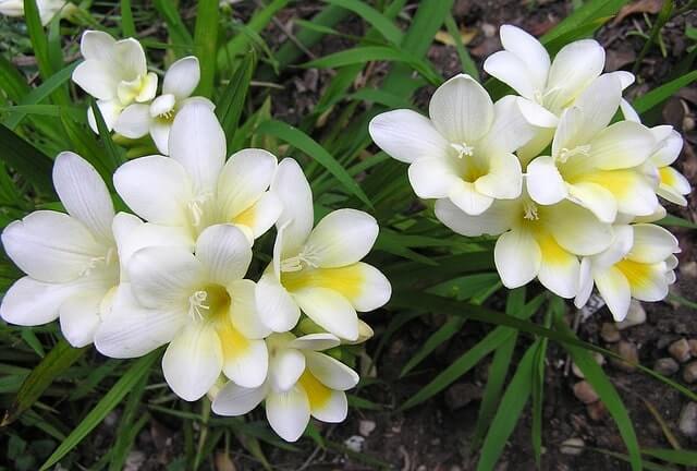 Sind Freesien winterhart