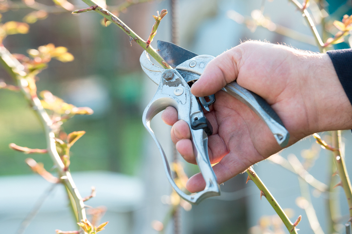 Sommerblüher und Ziersträucher richtig schneiden