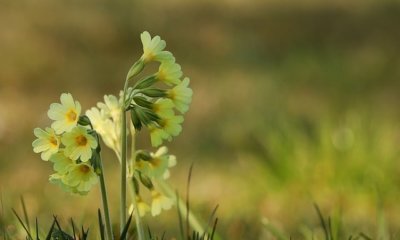 Steckbrief der Schlüsselblume