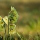 Steckbrief der Schlüsselblume