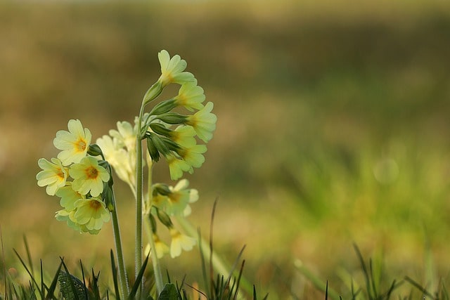 Steckbrief der Schlüsselblume