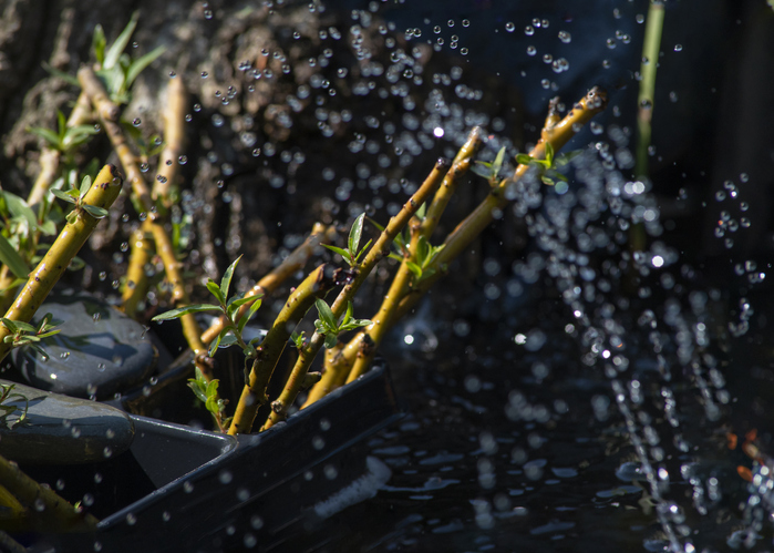Stecklinge in Wasser anwurzeln lassen