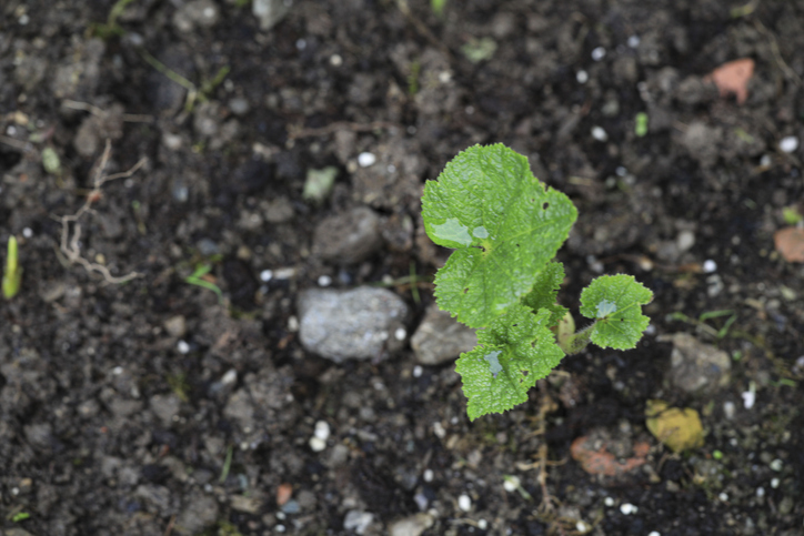 Stockrosen aussäen und vorziehen