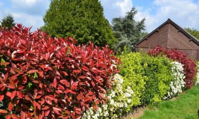 Sträucher als Hecke - Optimaler Sichtschutz